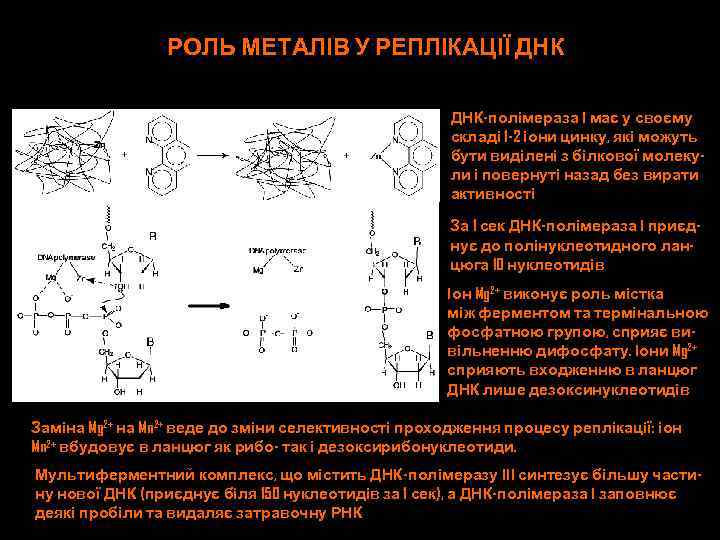 РОЛЬ МЕТАЛІВ У РЕПЛІКАЦІЇ ДНК-полімераза І має у своєму складі 1 -2 іони цинку,