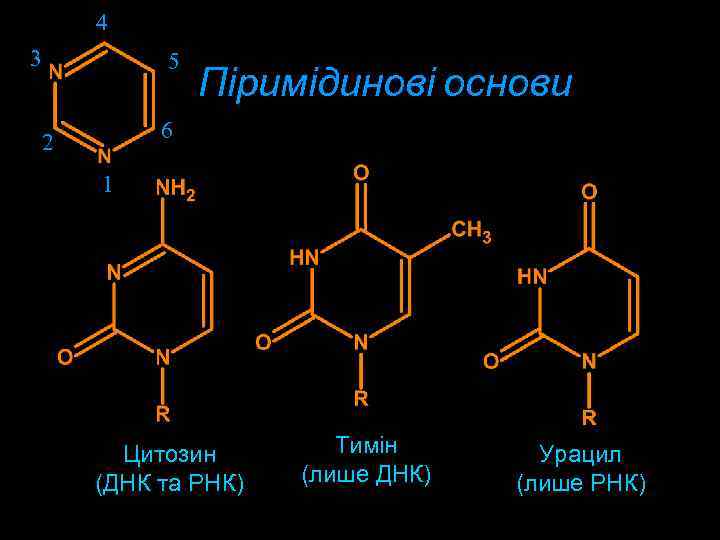 4 3 5 Піримідинові основи 6 2 1 Цитозин (ДНК та РНК) Тимін (лише