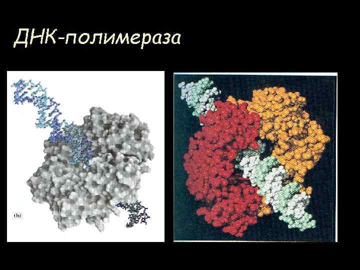 ДНК-полимераза 