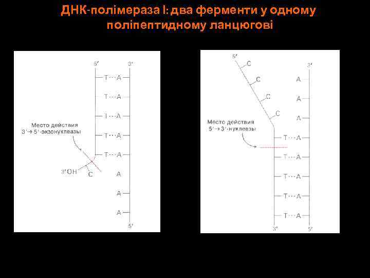 ДНК-полімераза І: два ферменти у одному поліпептидному ланцюгові 