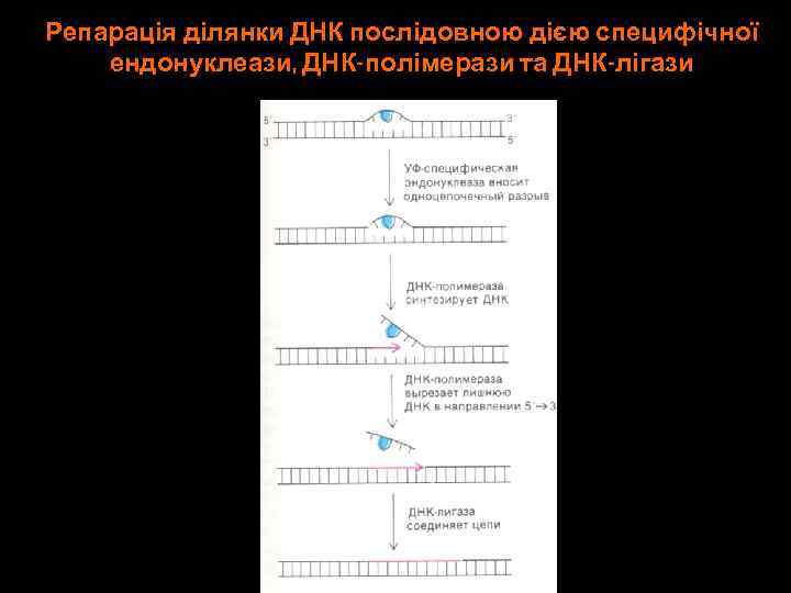 Репарація ділянки ДНК послідовною дією специфічної ендонуклеази, ДНК-полімерази та ДНК-лігази 