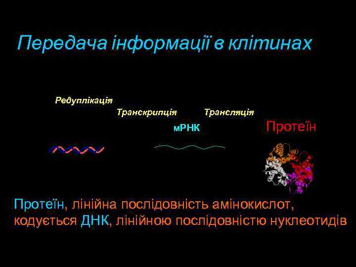 Передача інформації в клітинах “Центральна догма” молекулярної біології Редуплікація Транскрипція ДНК м. РНК Трансляція