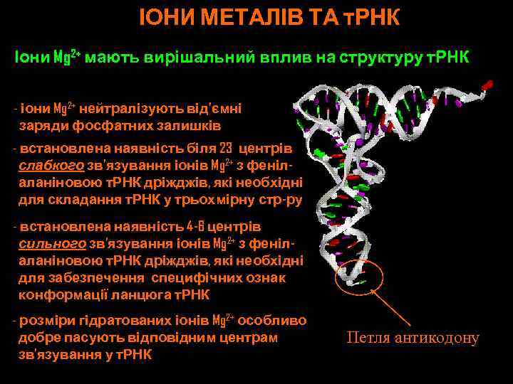 ІОНИ МЕТАЛІВ ТА т. РНК Іони Mg 2+ мають вирішальний вплив на структуру т.