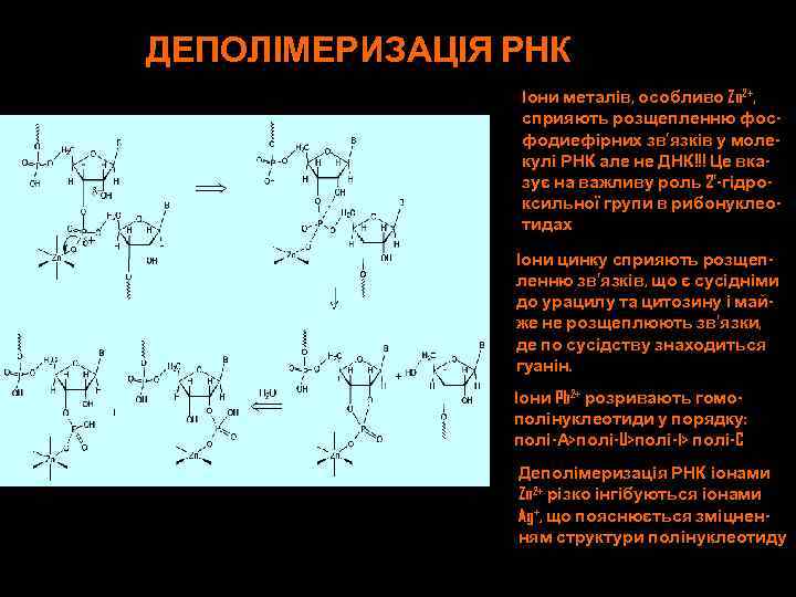 ДЕПОЛІМЕРИЗАЦІЯ РНК Іони металів, особливо Zn 2+, сприяють розщепленню фосфодиефірних зв’язків у молекулі РНК