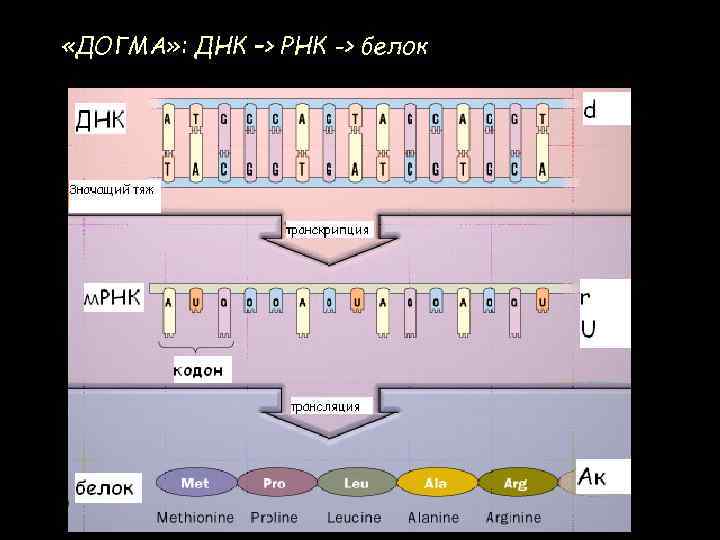  «ДОГМА» : ДНК –> РНК -> белок 