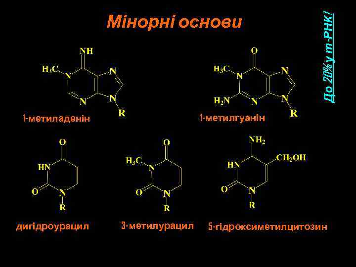 1 -метилгуанін 1 -метиладенін дигідроурацил До 20% у т-РНК! Мінорні основи 3 -метилурацил 5