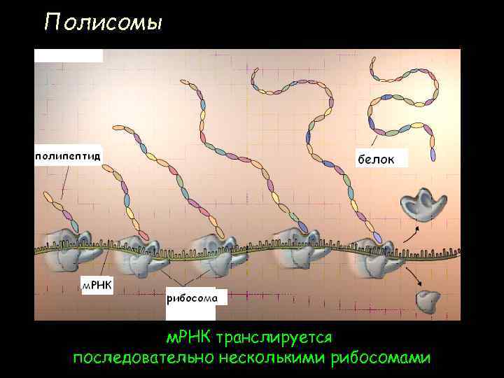 Полисомы м. РНК транслируется последовательно несколькими рибосомами 