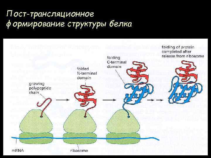 Пост-трансляционное формирование структуры белка 