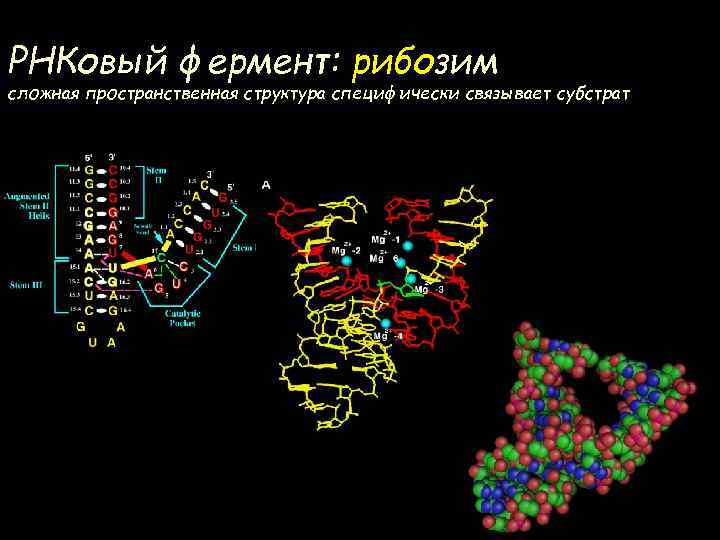 РНКовый фермент: рибозим сложная пространственная структура специфически связывает субстрат 