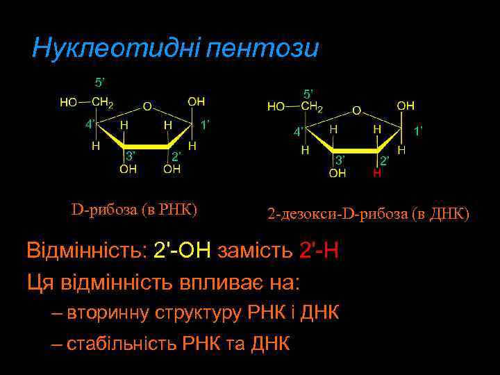 Нуклеотидні пентози 5’ 5’ 4’ 1’ 3’ 2’ D-рибоза (в РНК) 1’ 4’ 3’