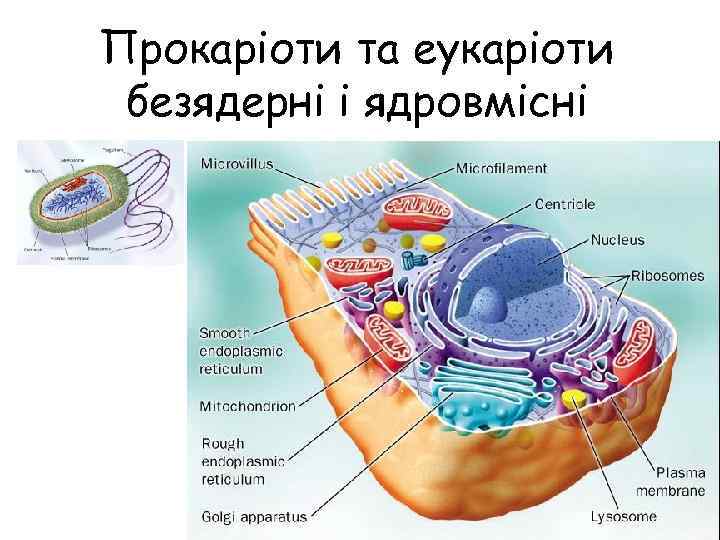 Прокаріоти та еукаріоти безядерні і ядровмісні 