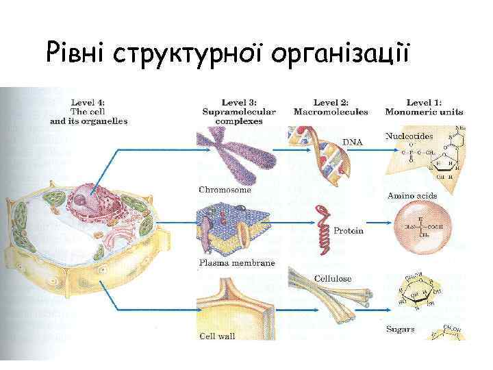 Рівні структурної організації % 7 15 3 