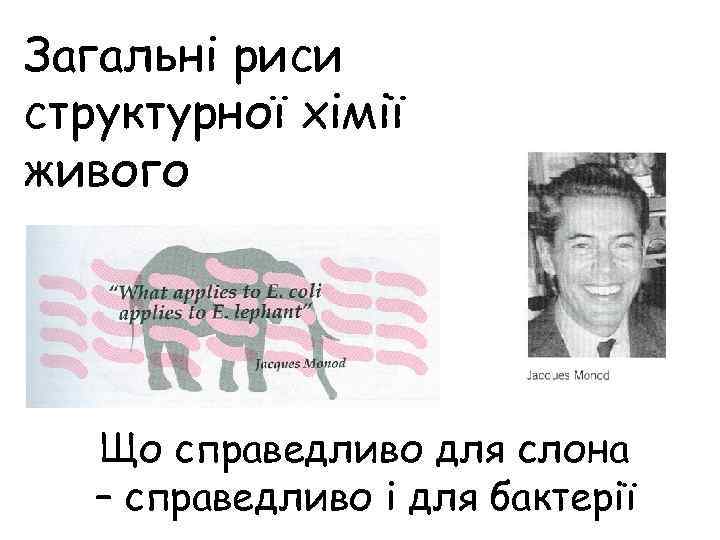 Загальні риси структурної хімії живого Що справедливо для слона – справедливо і для бактерії