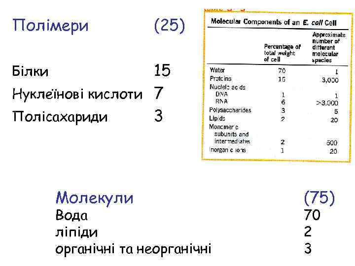 Полімери (25) 15 Нуклеїнові кислоти 7 Полісахариди 3 Білки Молекули Вода ліпіди органічні та