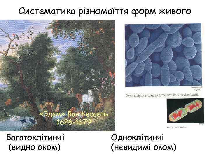 Систематика різномаїття форм живого «Эдем» Ван Кессель 1626 -1679 Багатоклітинні (видно оком) Одноклітинні (невидимі