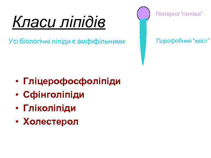 Класи ліпідів Усі біологічні ліпіди є амфіфільними: • • Гліцерофосфоліпіди Сфінголіпіди Гліколіпіди Холестерол Полярна