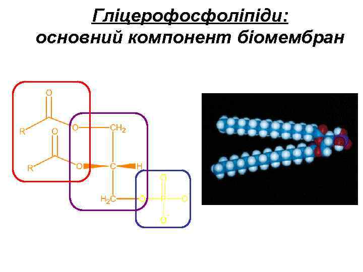 Гліцерофосфоліпіди: основний компонент біомембран 
