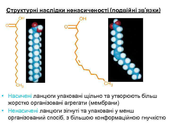 Структурні наслідки ненасиченості (подвійні зв’язки) • Насичені ланцюги упаковані щільно та утворюють більш жорстко