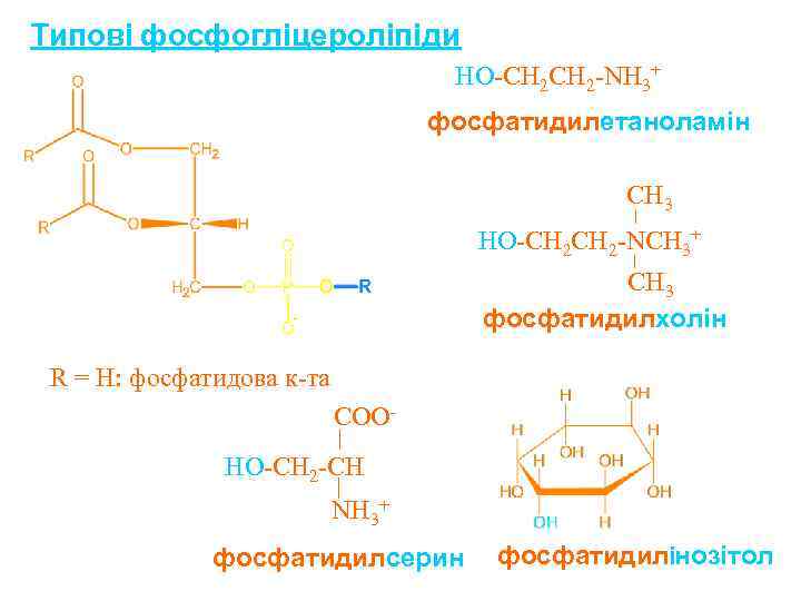 Типові фосфогліцероліпіди HO-CH 2 -NH 3+ фосфатидилетаноламін CH 3 HO-CH 2 -NCH 3+ CH