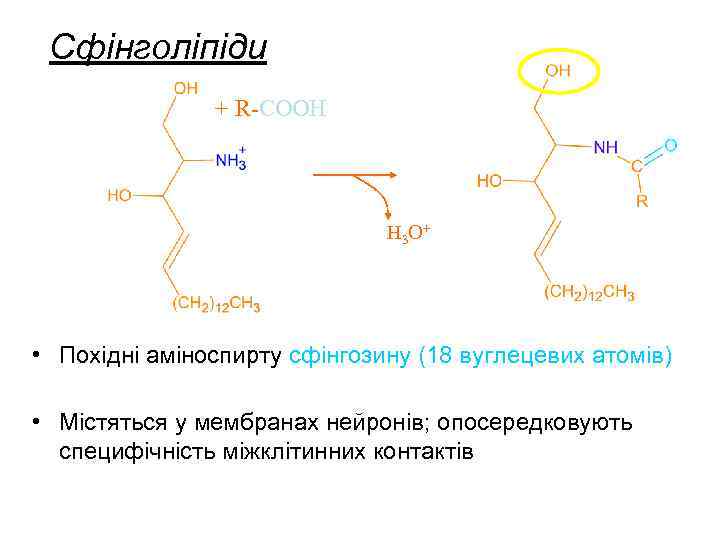 Сфінголіпіди + R-COOH H 3 O+ • Похідні аміноспирту сфінгозину (18 вуглецевих атомів) •