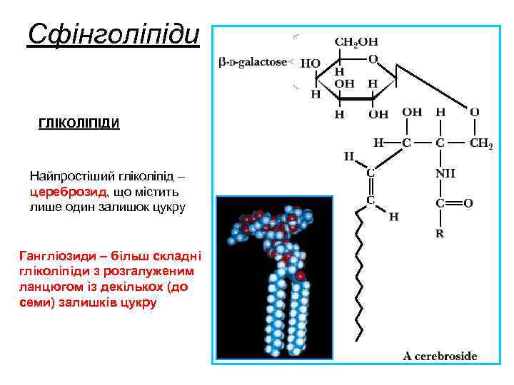 Сфінголіпіди ГЛІКОЛІПІДИ Найпростіший гліколіпід – цереброзид, що містить лише один залишок цукру Гангліозиди –