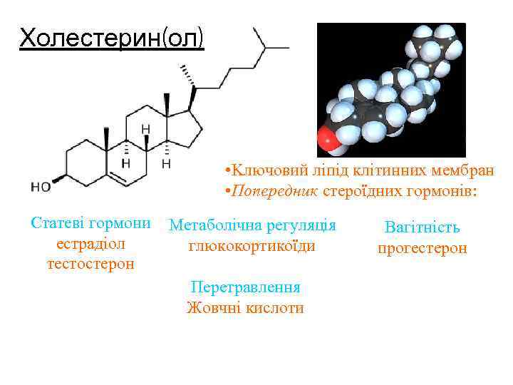 Холестерин(ол) • Kлючовий ліпід клітинних мембран • Попередник стероїдних гормонів: Статеві гормони естрадіол тестостерон