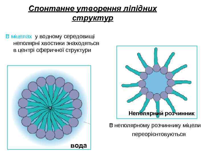 Спонтанне утворення ліпідних структур В міцелах у водному середовищі неполярні хвостики знаходяться в центрі