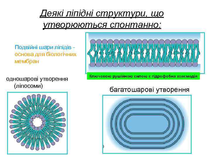 Деякі ліпідні структури, що утворюються спонтанно: Подвійні шари ліпідів – основа для біологічних мембран