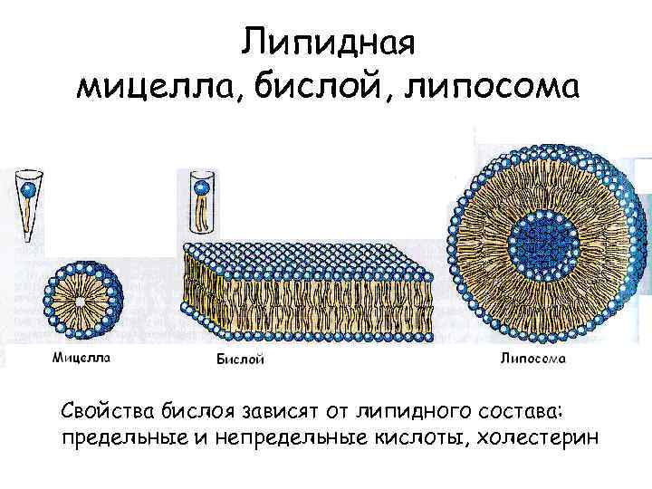Липидная мицелла, бислой, липосома Свойства бислоя зависят от липидного состава: предельные и непредельные кислоты,