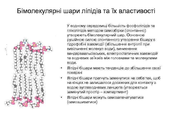 Бімолекулярні шари ліпідів та їх властивості • • • У водному середовищі більшість фосфоліпідів