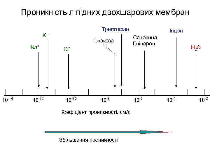 Проникність ліпідних двохшарових мембран K Na+ 10 -14 10 -12 Триптофан + Глюкоза Cl-