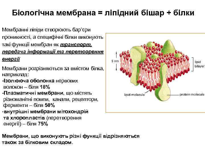 Біологічна мембрана = ліпідний бішар + білки Мембранні ліпіди створюють бар’єри проникності, а специфічні