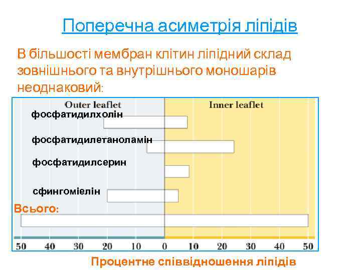 Поперечна асиметрія ліпідів В більшості мембран клітин ліпідний склад зовнішнього та внутрішнього моношарів неоднаковий: