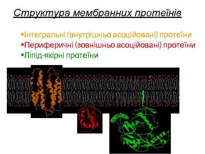 Структура мембранних протеїнів • Інтегральні (внутрішньо асоційовані) протеїни • Периферичні (зовнішньо асоційовані) протеїни •