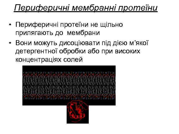 Периферичні мембранні протеїни • Периферичні протеїни не щільно прилягають до мембрани • Вони можуть