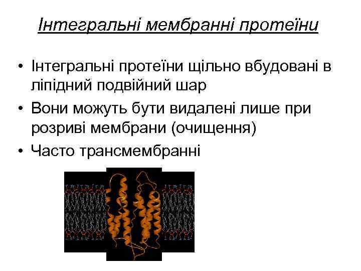 Інтегральні мембранні протеїни • Інтегральні протеїни щільно вбудовані в ліпідний подвійний шар • Вони
