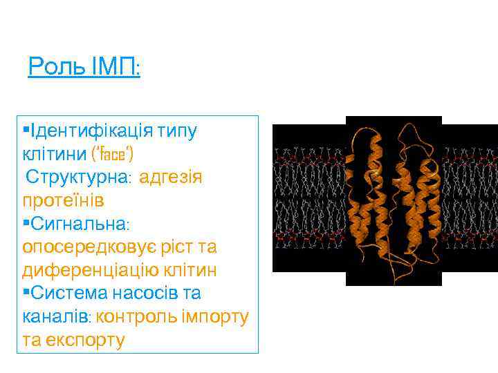 Роль ІМП: • Ідентифікація типу клітини (‘face’) Структурна: адгезія протеїнів • Сигнальна: опосередковує ріст