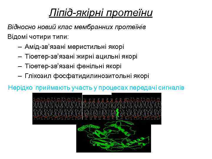Ліпід-якірні протеїни Відносно новий клас мембранних протеїнів Відомі чотири типи: – Амід-зв’язані меристильні якорі