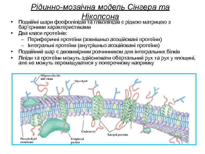  • • Рідинно-мозаічна модель Сінгера та Ніколсона Подвійні шари фосфоліпідів та гліколіпідів є