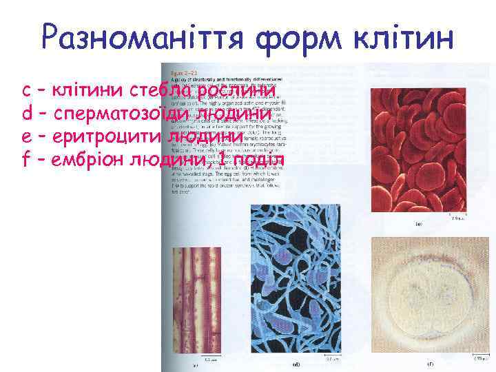Разноманіття форм клітин c – клітини стебла рослини d – сперматозоїди людини e –