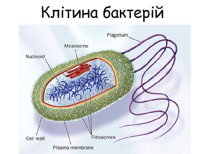 Клітина бактерій 