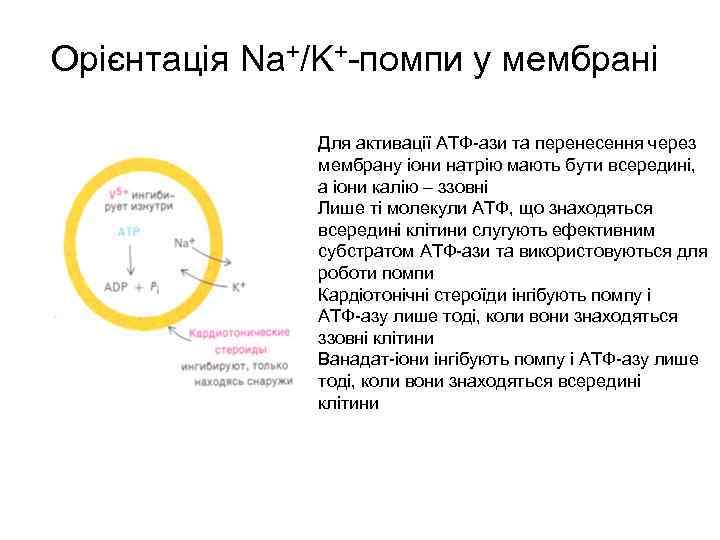 Орієнтація Na+/K+-помпи у мембрані Для активації АТФ-ази та перенесення через мембрану іони натрію мають