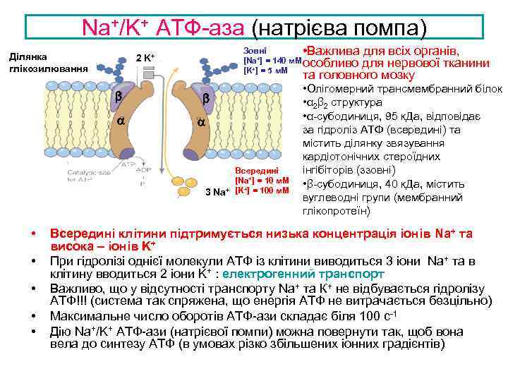 Na+/K+ ATФ-аза (натрієва помпа) Ділянка глікозилювання Зовні • Важлива [Na+] = 140 м. M