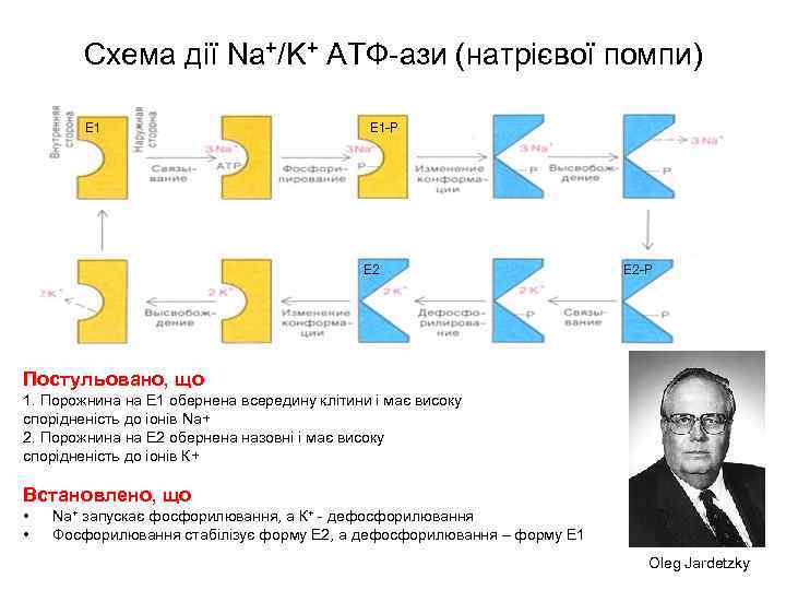 Схема дії Na+/K+ ATФ-ази (натрієвої помпи) Е 1 -Р Е 2 -Р Постульовано, що