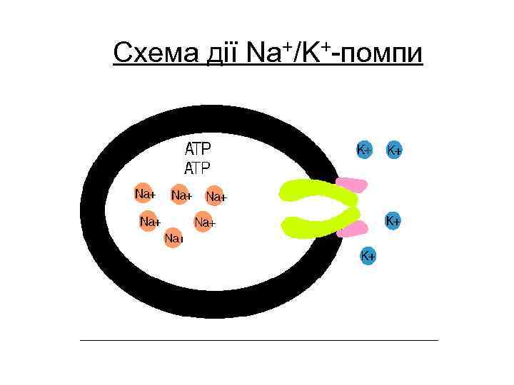 Схема дії Na+/K+-помпи 