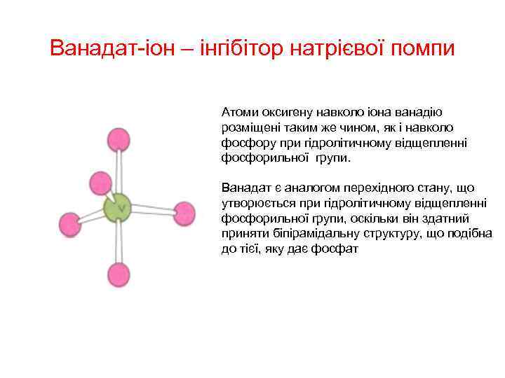 Ванадат-іон – інгібітор натрієвої помпи Атоми оксигену навколо іона ванадію розміщені таким же чином,