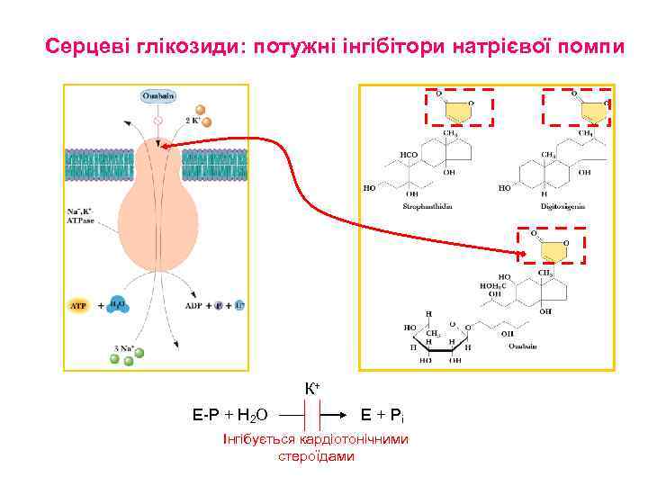 Серцеві глікозиди: потужні інгібітори натрієвої помпи К+ Е-Р + Н 2 О Е +
