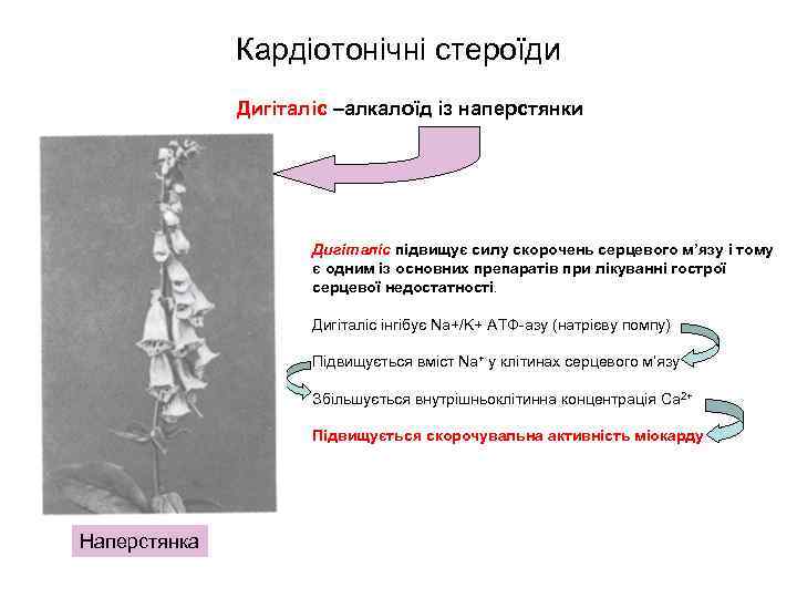 Кардіотонічні стероїди Дигіталіс –алкалоїд із наперстянки Дигіталіс підвищує силу скорочень серцевого м’язу і тому
