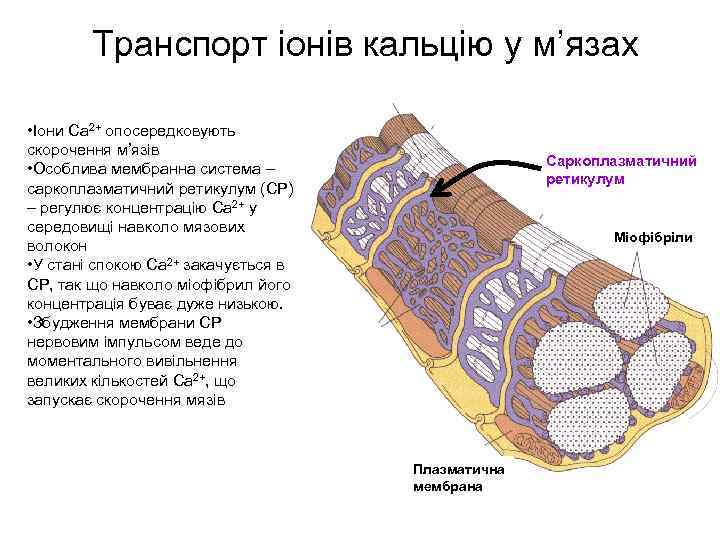 Транспорт іонів кальцію у м’язах • Іони Ca 2+ опосередковують скорочення м’язів • Особлива