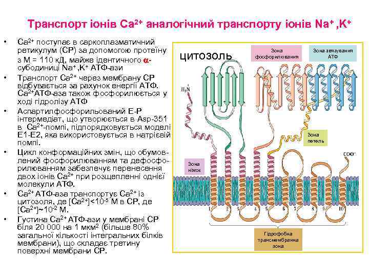 Транспорт іонів Ca 2+ аналогічний транспорту іонів Na+ , K+ • • • Сa